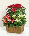 Mixed Poinsettia in cart Online