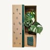 Gift Monstera Thai Constellation 