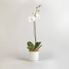 Moth Orchid Online