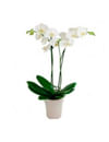 Orchid Online