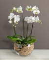 Orchid in glass bowl Online