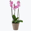 Orchid Pink two branch 242642 Online