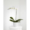 Orchid Plant Online