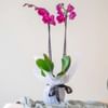 Orchid Plant Online