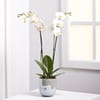 Orchid Plant Online