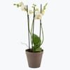 Orchid White two branch 242641 Online