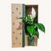 Gift Peace Lily
