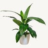 Peace Lily Foliage 
