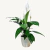 Peace Lily with Flowers