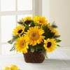 Perfect Sun Bouquet Online