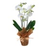 Phalaenopsis Online