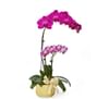 Phalaenopsis Online