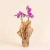 Pink Orchid - Premium Orchid Plant Online
