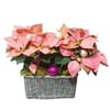 Pink Poinsettias Basket Online