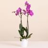 Pink Premium Orchid Online