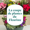 Plant section from the florist Online