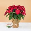 Poinsettia Online