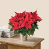 Poinsettia Online
