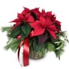 Poinsettia Decorated Online