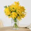 Radiant Mimosa Bouquet Online