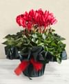 Red Cyclamen plant Online