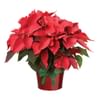 Red Poinsettia Online