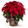 Red Poinsettia Online