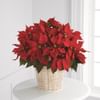 Red Poinsettia Basket Online