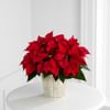 Red Poinsettia Basket Small Online