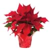 Red Poinsettia Christmas Style Online