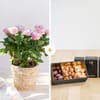 Rosier et ses chocolats - Rose plant and chocolates Online