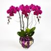 Royal prosperity Purple Phalaenopsis Online