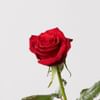 Gift Single Red Rose