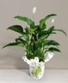 Spathiphyllum Online