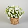Sympathy Rose Basket Online