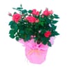 Thank you Mother - rose plant Online