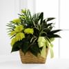The FTD Loving Light Dishgarden Online
