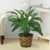 Tranquil Moments Peace Lily Plant Online