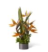 Tropical Bright Arrangement Online