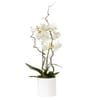 White orchid in a pot Online
