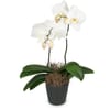 White Orchid Phalaenopsis
