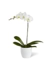 White Orchid Planter Online