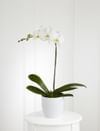 White Orchid Planter Online