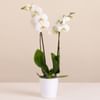 White Premium Orchid Online