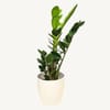 Gift Zamioculcas ZZ