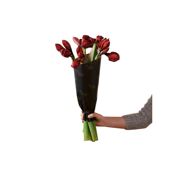 Amaryllis Red 240520