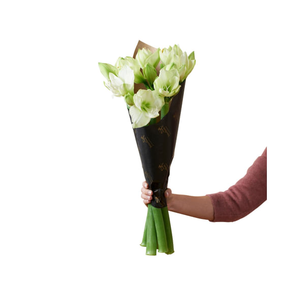 Amaryllis White 240523