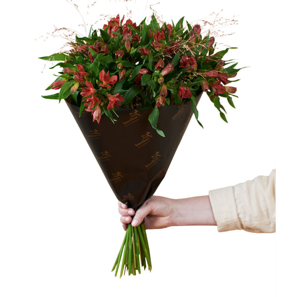 Amazing Alstromeria Red 240530