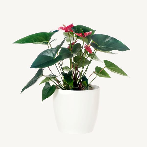 Anthurium 
