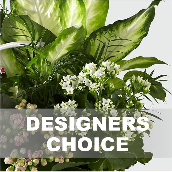 Arrangement of Plants